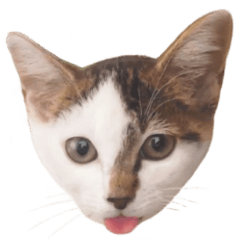 Expressive Cat NAGI