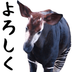 It is the photograph of the okapi