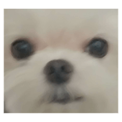 都是同一隻狗