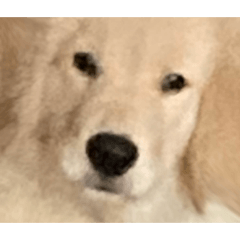 โกลเด้นหมาแดง