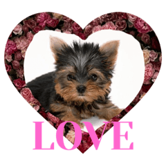 My'Yorkshire terrier