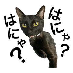 blackcat Japanesejoke