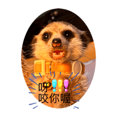13寶一家親