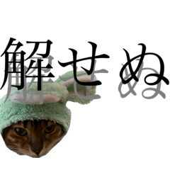 MY CAT's DAILY LIFE!!!!