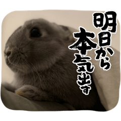Rug the Bunny