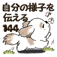 Shih Tzu dog 144 (tell the situation)