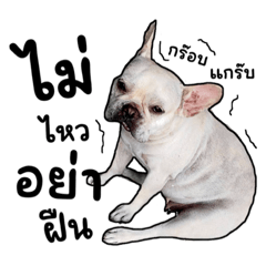 Ying Beom: what the frenchie dog 1