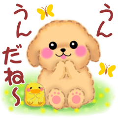 toy poodles spring 2