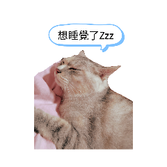 調皮ㄉ貓貓