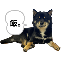 Sakura_20230427173944