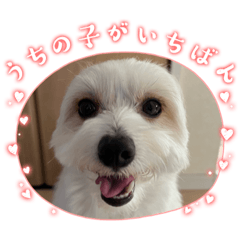 Sakura_20230427215633