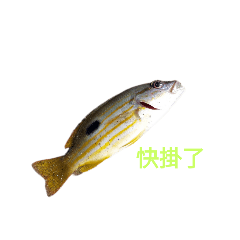 魚魚的魚