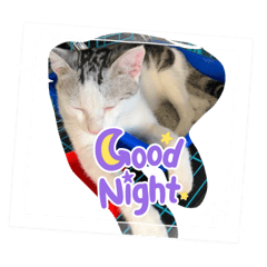 「喵～」貓咪日常第二彈來了～