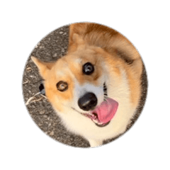 corgi ChengDong 2.0