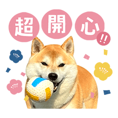 I'm Shiba Inu