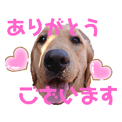 3dogs retriever Siblings