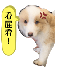 邊境牧羊犬「阿卡醬」初代貼圖