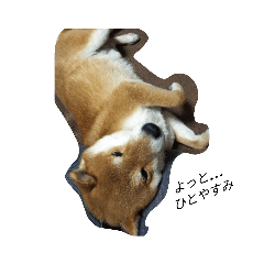 shiba_20230429160737