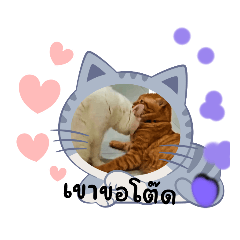 cute 2cats