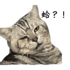 家貓的日常姿態