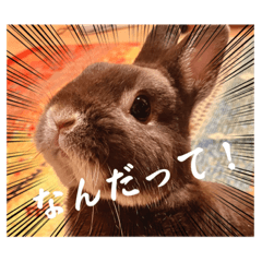 Pyonpyonta