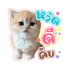 เหมียวน้อย so cute