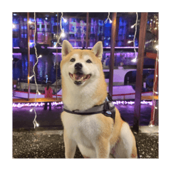 柴犬康康