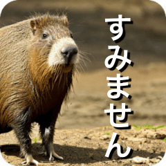 Capybara and rodent friends
