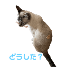 suzu_20230430210826