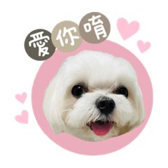 瑪爾濟斯～哆哆