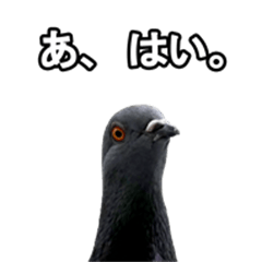 Daily Pigeons 02