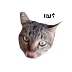 3 meow cats