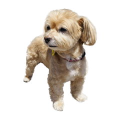 shiho_20230501203258