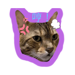 阿咪與他的野生朋友們