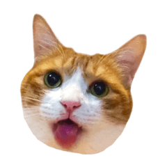 YUTORI-CAT