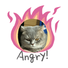 Gollumcat