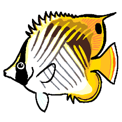 butterflyfish's by spine