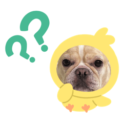 法鬥咪底
