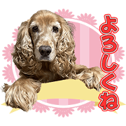 MIKIKENOSUEKKO