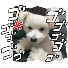 staps of rui and rua