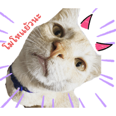 MaaMeoww