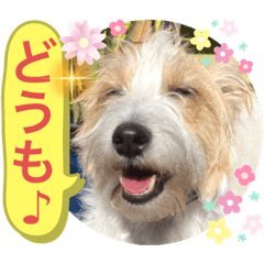 Jack Russell Terrier Greeting Sticker 9