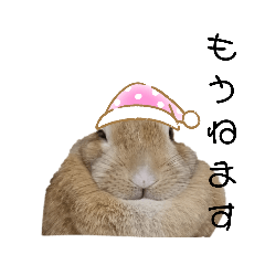 rabbit_20230503164248