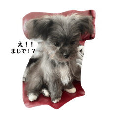 chankoi_20230503182727