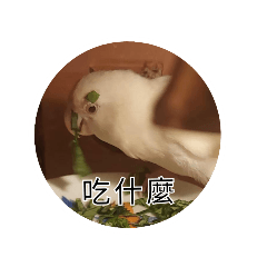 鳥日子（-^◇^-）