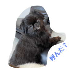 chankoi_20230503232228