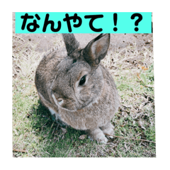 NAO_pyon