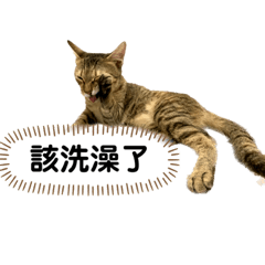 蘇蘇小肥貓