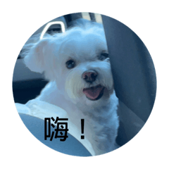 秉軒的小狗米塔