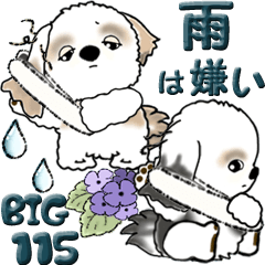 【Big】シーズー犬 115『雨嫌い！』